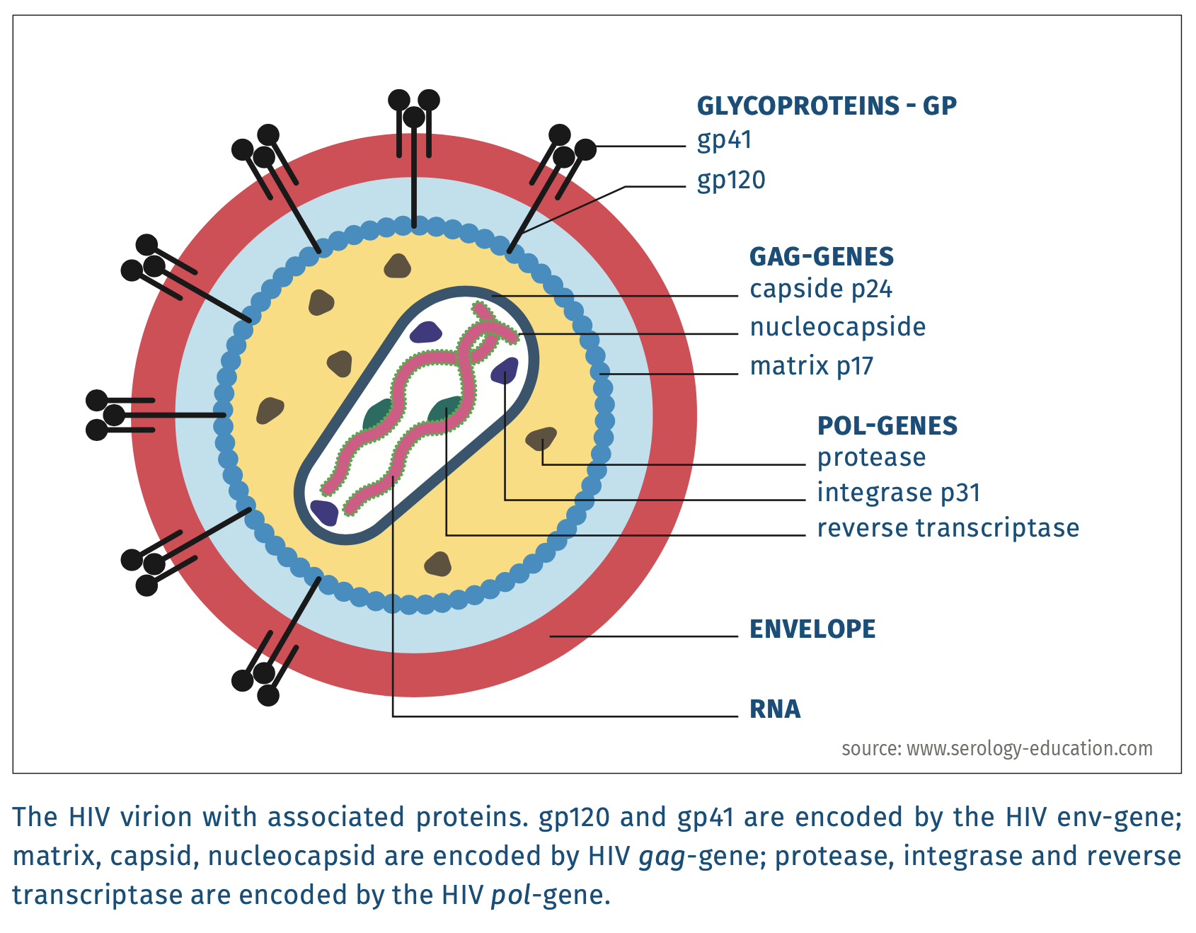 Figure_1_Serologie_-_HIV_12